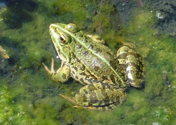 Pelophylax...kurtmuelleri?